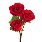 Trois roses rouges fraîches aux tiges vertes sur un fond blanc épuré.