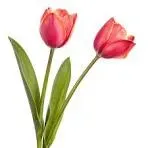 Deux magnifiques tulipes roses en fleurs sur fond blanc pour décoration.