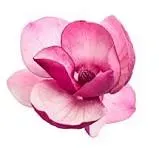 Une fleur de magnolia rose épanouie détourée sur un fond blanc neutre.