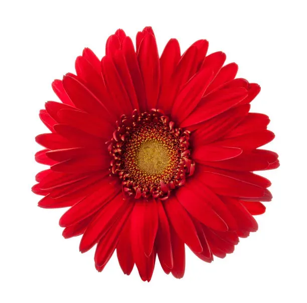 Fleur de gerbera rouge vif isolée sur fond blanc pour composition florale.