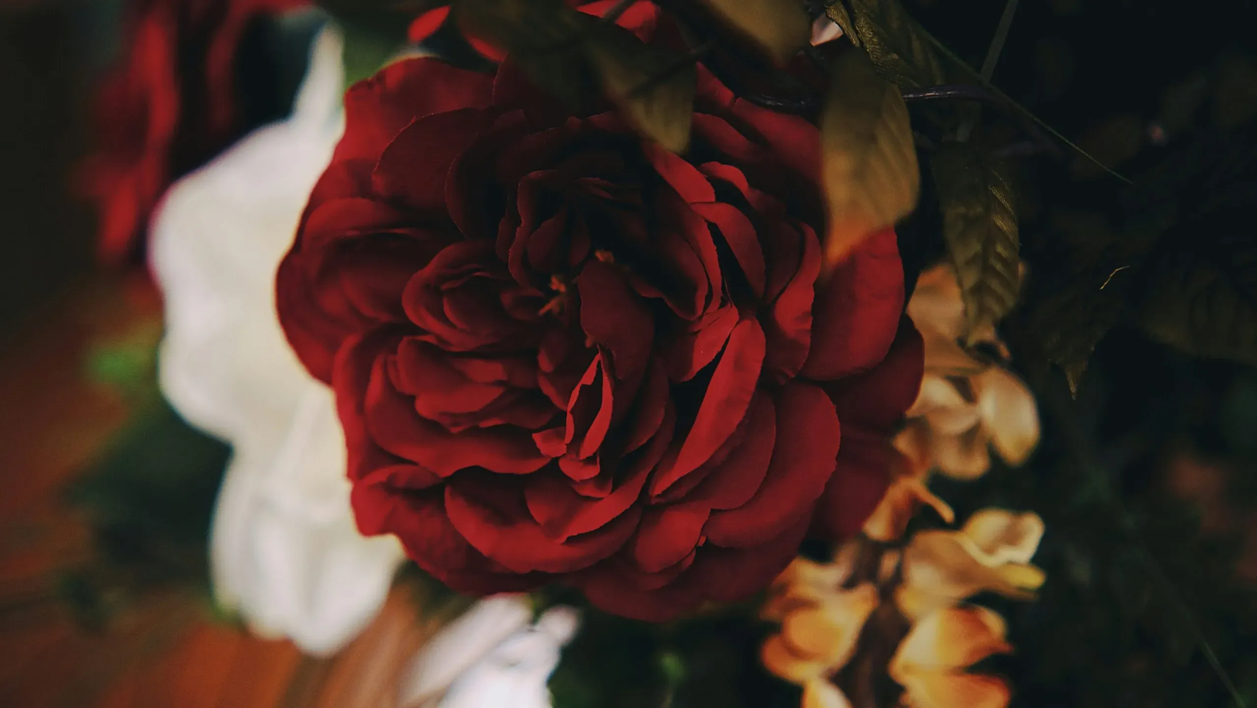 Gros plan sur une magnifique rose rouge épanouie entourée de feuillage.
